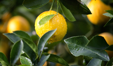 Evidence-Based Health Benefits of Lemons--A