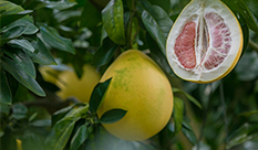【Rhoifolin】 Main Citrus Flavonoids with Antidiabetic Effects
