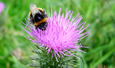What’s the function of Milk Thistle Extract?