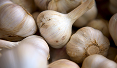 Garlic can fight chronic infections