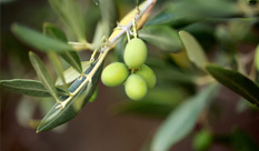 The Health Benefits of Olive Leaf Extract