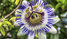 Introduction of Passion Flower Extract