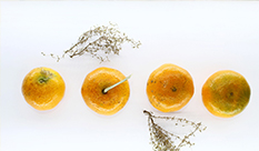 【Diosmin】Main Citrus Flavonoids with Antidiabetic Effects