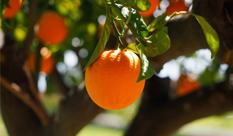 【Nobiletin】Main Citrus Flavonoids with Antidiabetic Effects