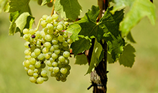 The effect of grape seed extract on radiation resistance