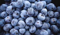 Blueberry powder can promote immune system and cardiovascular and cerebrovascular health