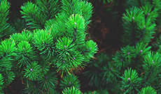 Pine bark extract improves blood vessel health, heals psoriasis and hemorrhoids