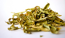 Green tea extract may prevent Alzheimer's disease
