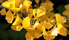 Ginkgo biloba treats Alzheimer's symptoms and improves mental function in healthy individuals