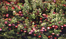 Exploring the Medicinal Properties and Potential Benefits of Cranberry