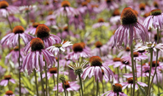 About Echinacea