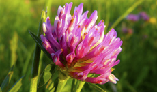 Herb Introduction ：Red Clover