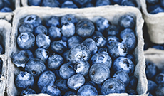 What Is Blueberry Extract?
