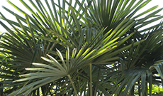 Uses of Saw Palmetto