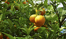 Herb Introduction ：Bitter Orange