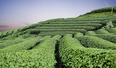 Tea Polyphenols in Promotion of Human Health